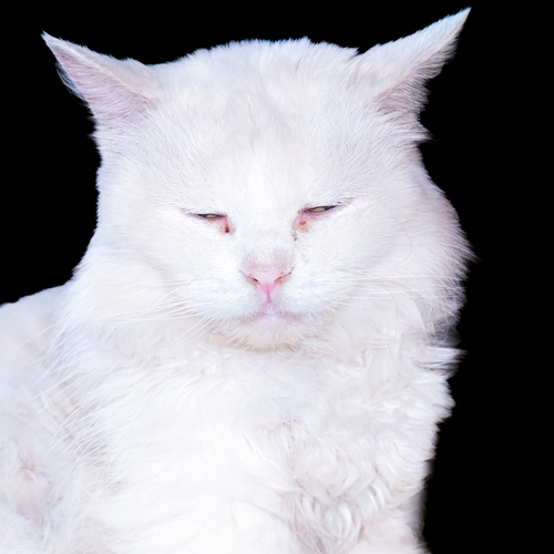Photo #14028443