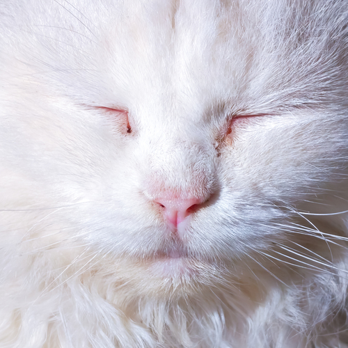 Photo #14028449