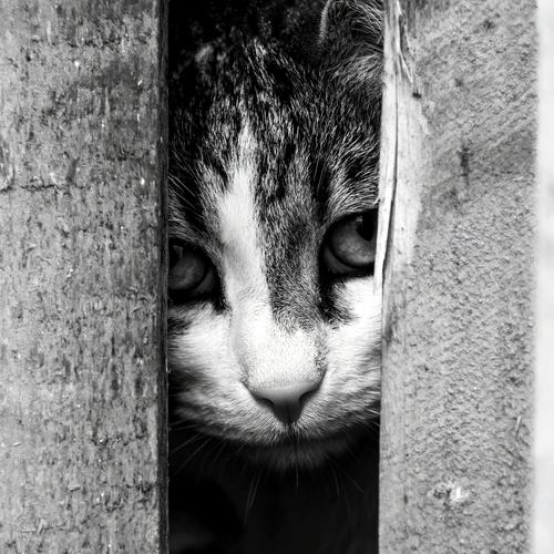 Photo #14028608
