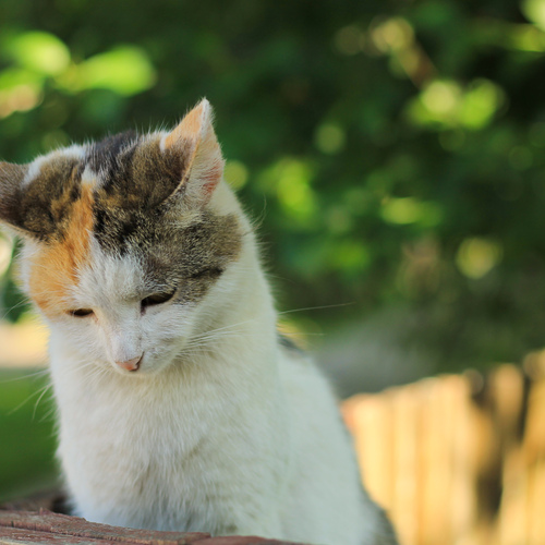 Photo #14028713