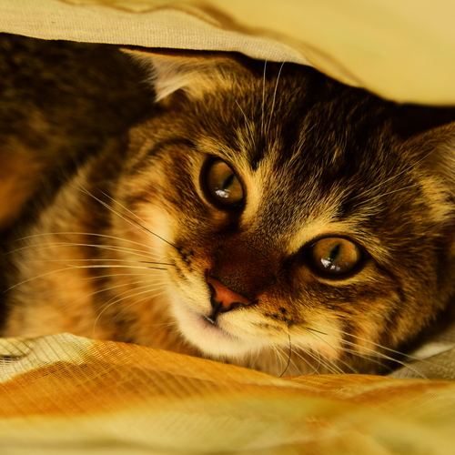Photo #14029013