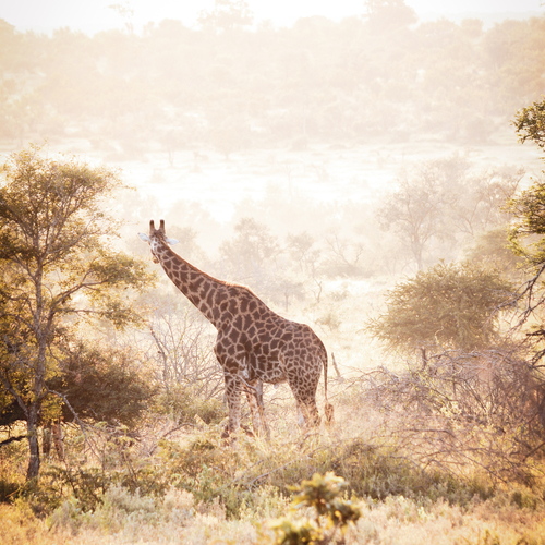 Photo #14029049