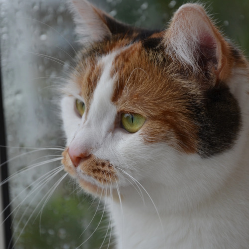 Photo #14029075