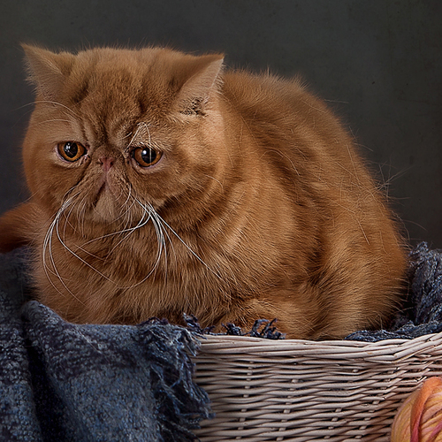 Photo #14029107