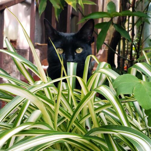 Photo #14029196
