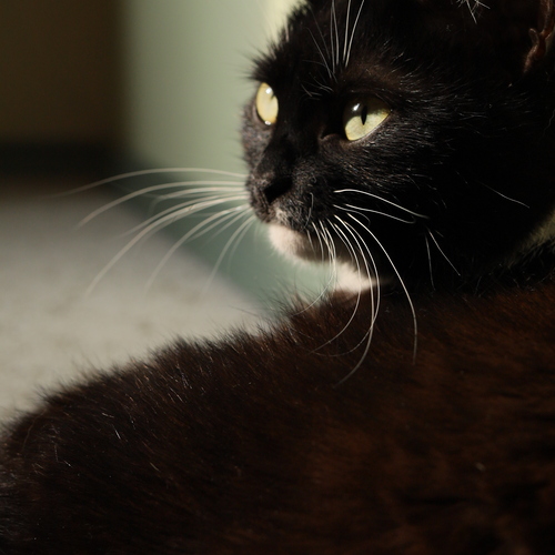 Photo #14029380
