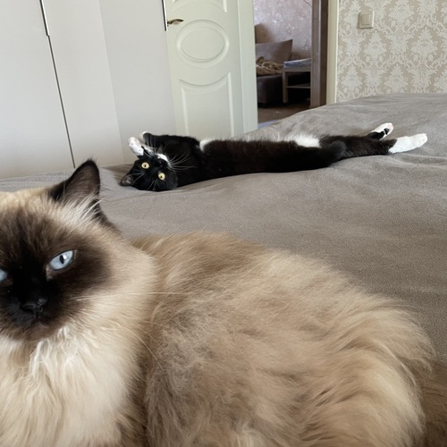 Photo #14029381