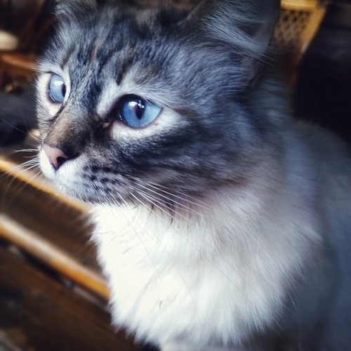 Photo #14029385