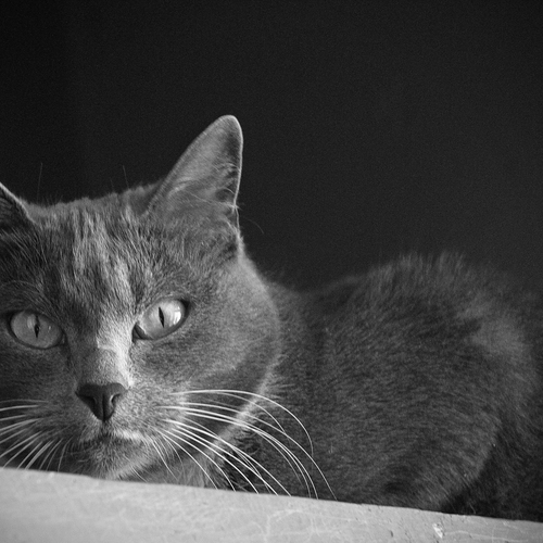 Photo #14029443