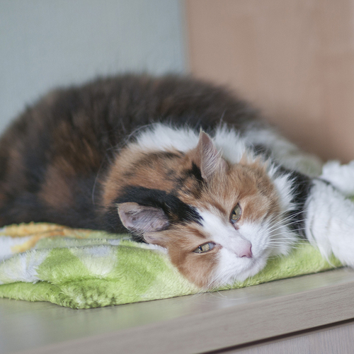 Photo #14029445
