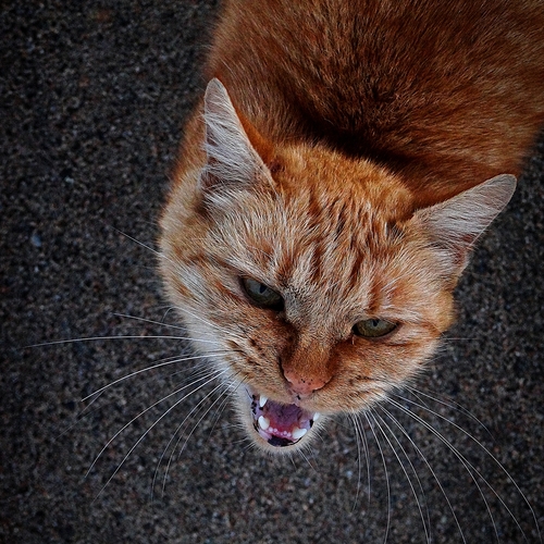 Photo #14029525