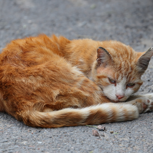 Photo #14029532