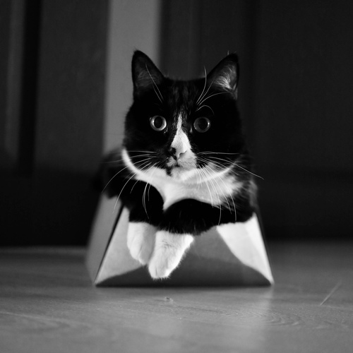 Photo #14029535