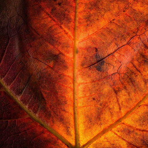 \"Whispers of Emberlight\"