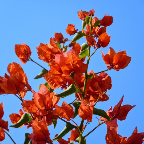 Orange Bougainvillea