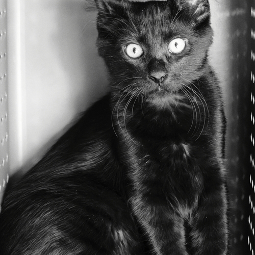 Photo #14029659