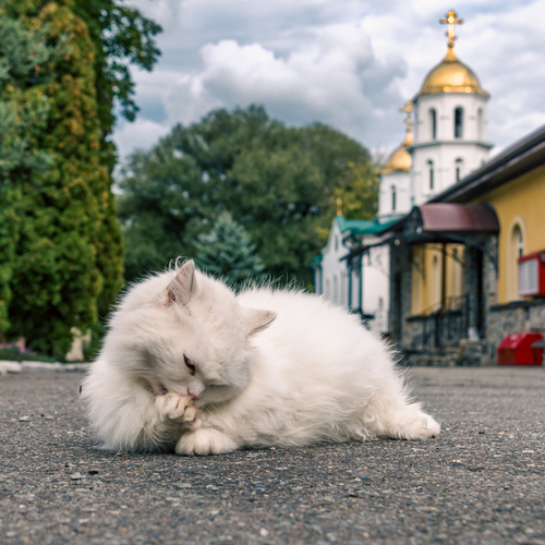 Photo #14029692