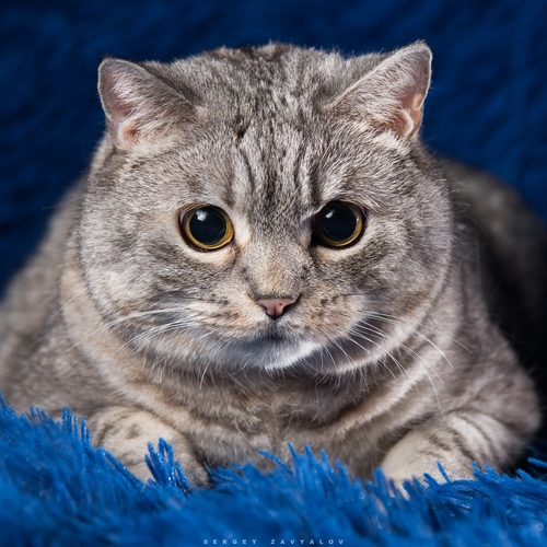 Photo #14029727