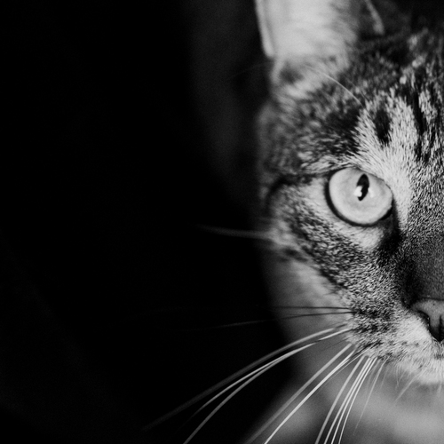 Photo #14029732