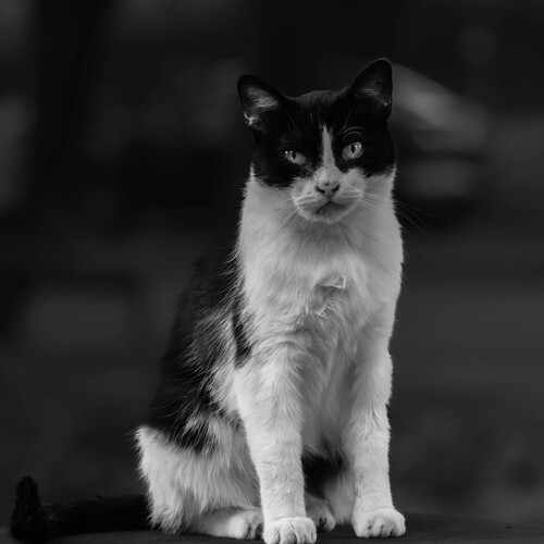 Photo #14029818
