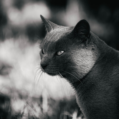 Photo #14029822
