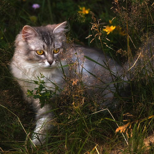 Photo #14029865