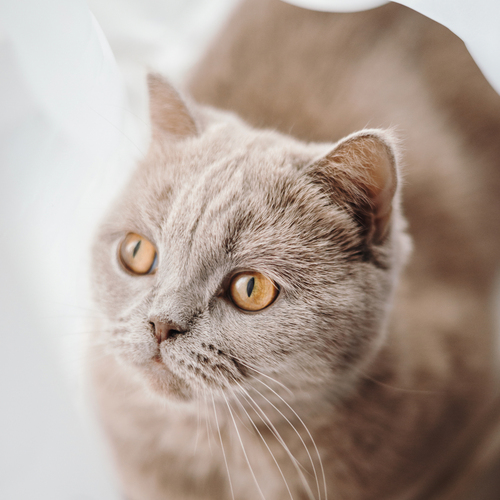 Photo #14029885