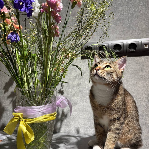 Кошки