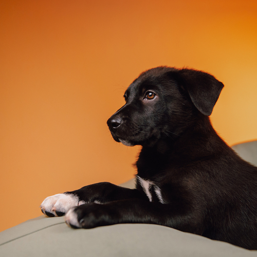 Photo #14029967