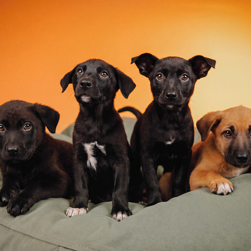 Photo #14029971