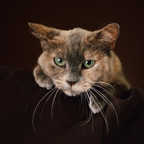 Photo #14029984