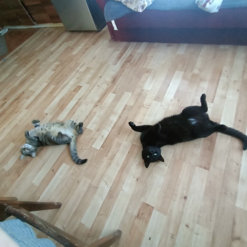 Photo #14030041
