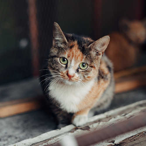 Марина Петухова