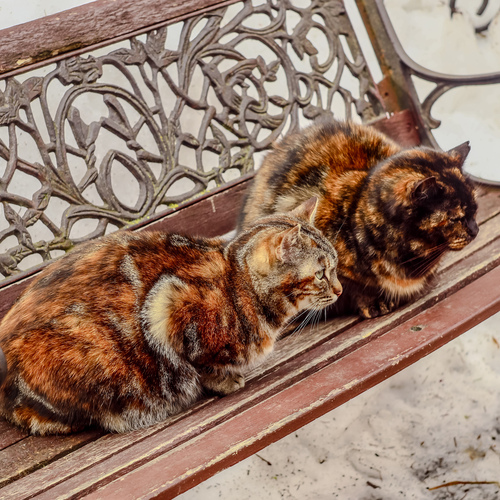 Photo #14030157