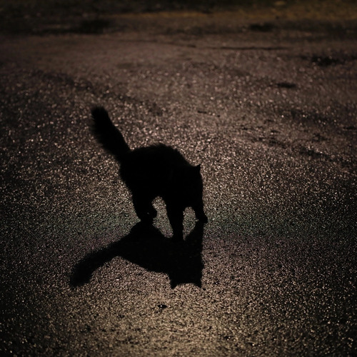 Photo #14030212