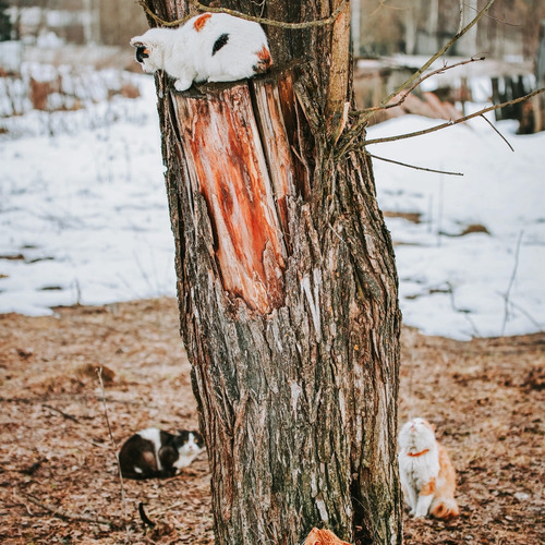 Photo #14030213