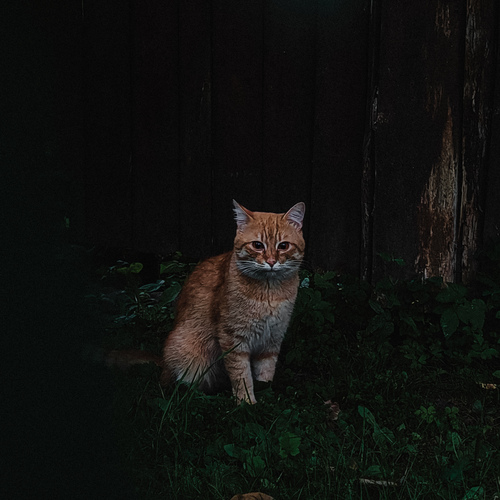 Photo #14030226