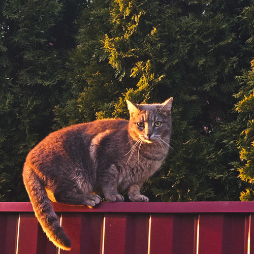 Photo #14030227