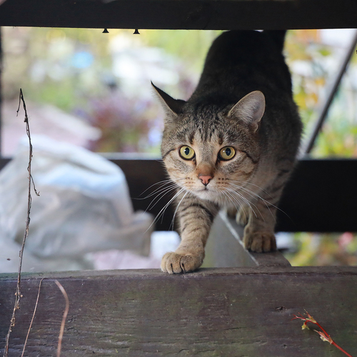 Photo #14030265