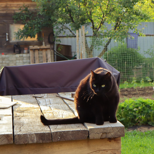 Photo #14030326