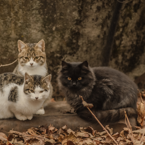 Photo #14030405
