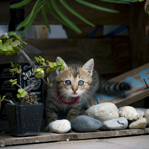 Photo #14030432