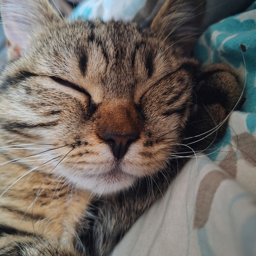 Photo #14030516