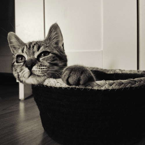 Photo #14030521