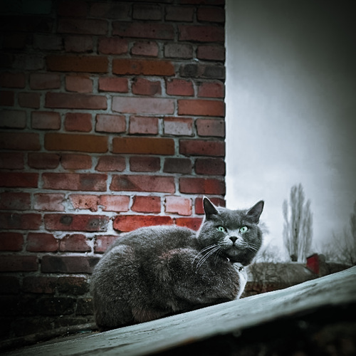 Photo #14030654