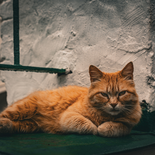 Photo #14030655