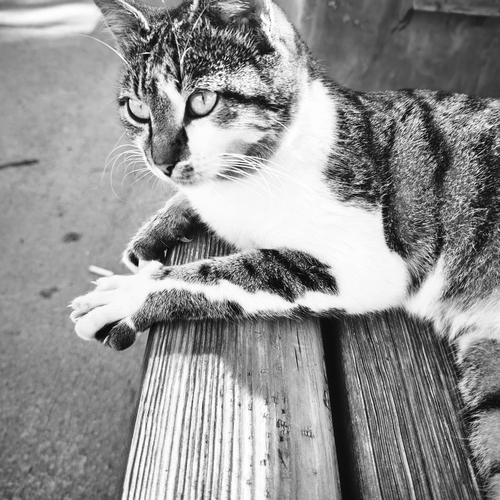 Photo #14030722
