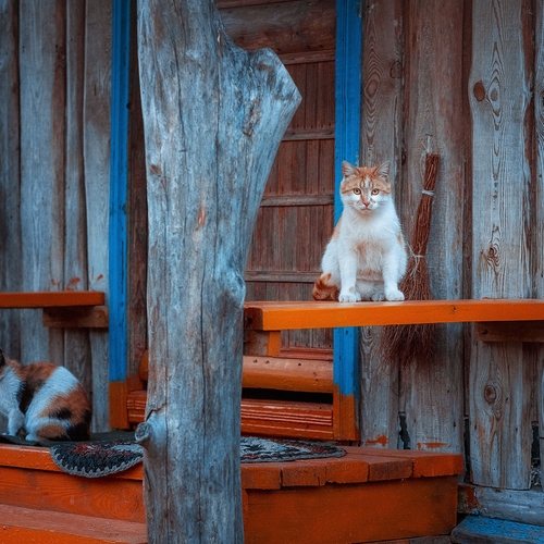 Photo #14030768