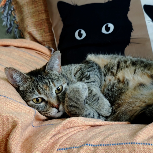 Photo #14030892