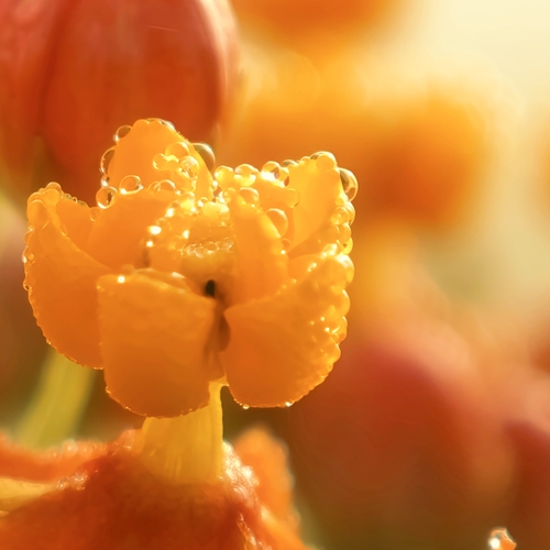 Wild Flower